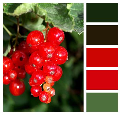 Berry Fruit Currants Red Image